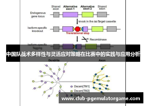 中国队战术多样性与灵活应对策略在比赛中的实践与应用分析